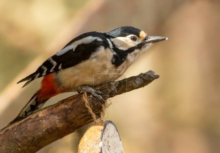 Female woodpecker on a branch with a suet coconut shell