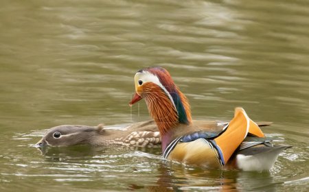 Männliche und weibliche Mandarin-Enten paaren sich