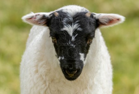 Close up of a lamb with a black face in a green field