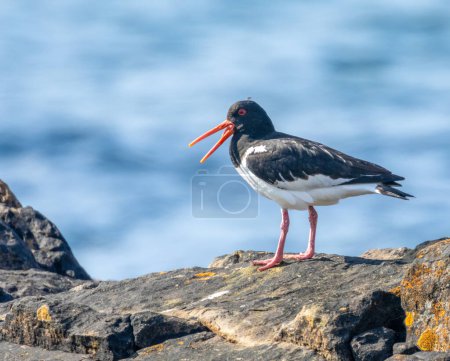 Oyster catcher with beak open standing on a rock by the sea