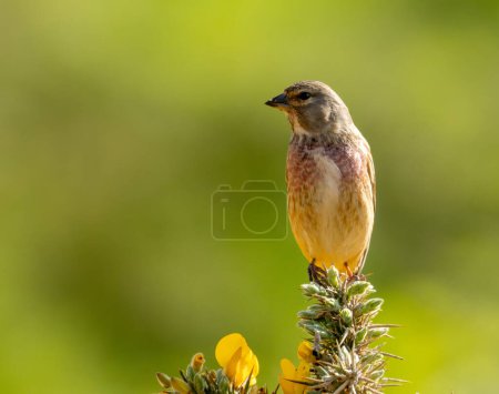 Linnet bird perched on the top of a gorse bush with yellow flowers