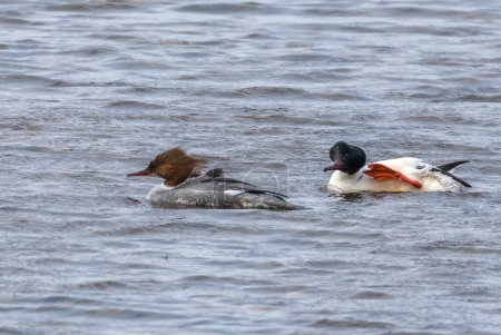 Male and female mergansers swimming together on the water