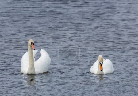 Pair of mute swans swimming on the water
