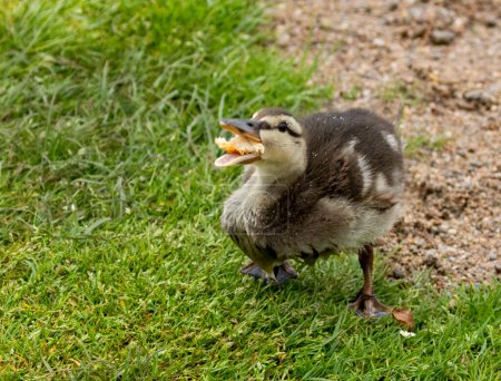 Cute little duckling on the grass