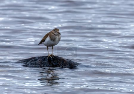 Bécasseau commun petit échassier debout sur un rocher dans le lac 