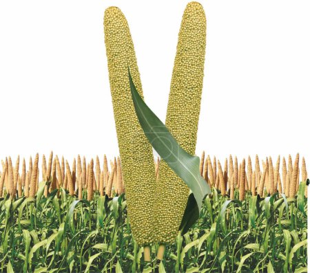 Photo for Pearl millet or Bajra green plant in a farm of India, Bajri, Organic - Royalty Free Image