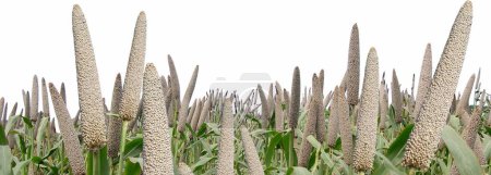 Photo for Pearl millet or Bajra Field - Royalty Free Image