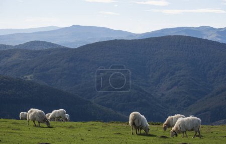 Photo for Flock of sheep grazing on Mount Baztaria, Leitza, Navarra, Spain - Royalty Free Image
