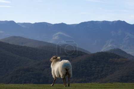 Photo for Sheep grazing on Mount Baztaria, Leitza, Navarra, Spain - Royalty Free Image