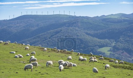 Photo for Flock of sheep grazing on Mount Baztaria, Leitza, Navarra, Spain - Royalty Free Image