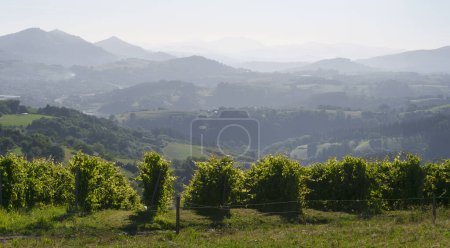 viñedos entre montañas en el País Vasco, España