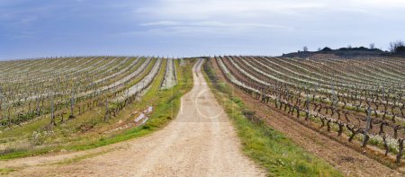 Vineyards in Laguardia. Vineyards and vineyards in Laguardia, Rioja Alavesa, Basque Country.