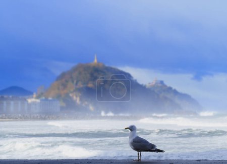 Photo for Seagull. Seagull on Zurriola beach, city of Donostia San Sebastian, Basque Country. - Royalty Free Image
