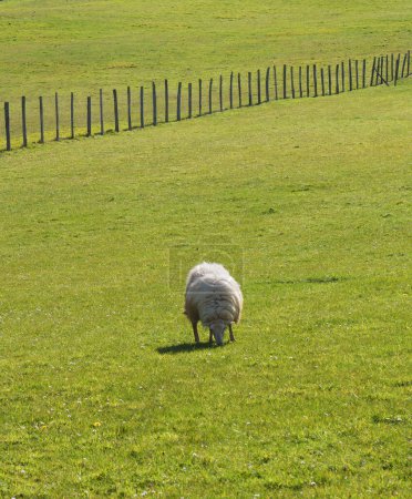 Pâturage des moutons dans les prairies d'euskadi