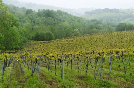 Téléchargez les photos : Vignobles à Aia. Production de Txakoli dans la municipalité d'Aia, Gipuzkoa, Euskadi. - en image libre de droit