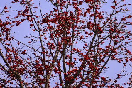 Téléchargez les photos : À la fin de l'hiver, l'arbre shimul est plein de fleurs shimul photo de la nature - en image libre de droit