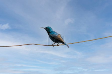 Foto de Pájaro sentado con alambre - Imagen libre de derechos