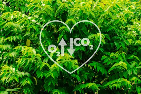 Foto de Planta, árboles, arbustos, hierbas foto con ilustración gráfica de la liberación de oxígeno y la absorción de dióxido de carbono - Imagen libre de derechos