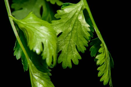 Téléchargez les photos : Feuilles vertes d'une plante sur fond noir - en image libre de droit