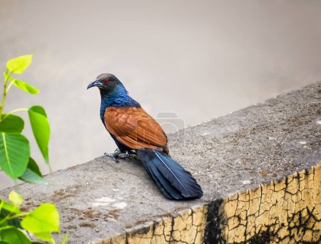 Téléchargez les photos : Rares coucals plus grands oiseau est assis sur un rebord d'un bâtiment - en image libre de droit