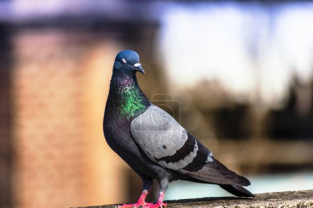 Téléchargez les photos : Pigeon sur le toit de la ville - en image libre de droit