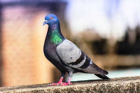 Photo for Pigeon sitting on the ground - Royalty Free Image