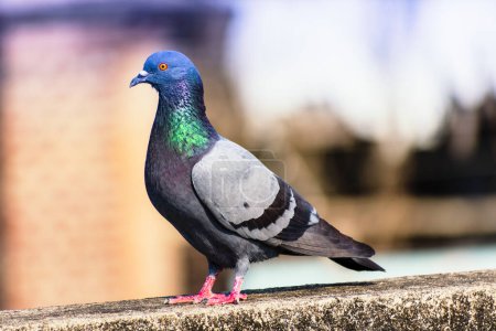 Téléchargez les photos : Pigeon assis sur le sol - en image libre de droit