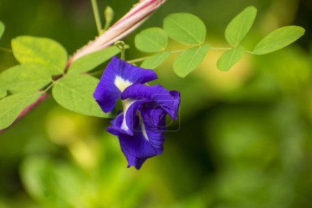 Téléchargez les photos : Belle fleur violette dans le jardin - en image libre de droit