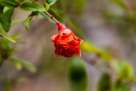 Photo for Pomegranate flower bud on a small pomegranate plant with blur background macro photography - Royalty Free Image