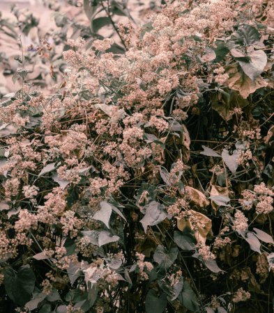 Téléchargez les photos : Les feuilles et les branches sont couvertes de poussière, les fleurs fleurissent sur les buissons - en image libre de droit