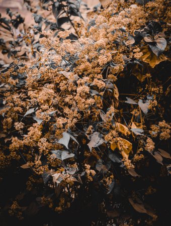 Téléchargez les photos : Les feuilles et les branches sont couvertes de poussière, les fleurs fleurissent sur les buissons - en image libre de droit