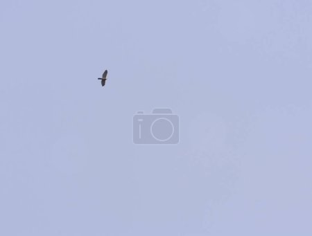 Téléchargez les photos : Un oiseau vole seul dans le ciel bleu écartant ses ailes - en image libre de droit