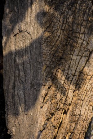 Photo for A flying bird shadow fall on a wooden log, natural gobo sunlight effect abstract photography - Royalty Free Image