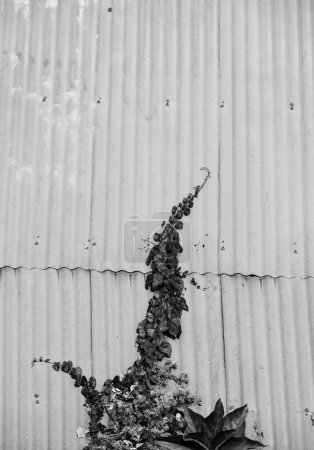 Foto de Exuberantes arbustos creciendo en cobertizos de estaño, una fotografía abstracta en blanco y negro - Imagen libre de derechos
