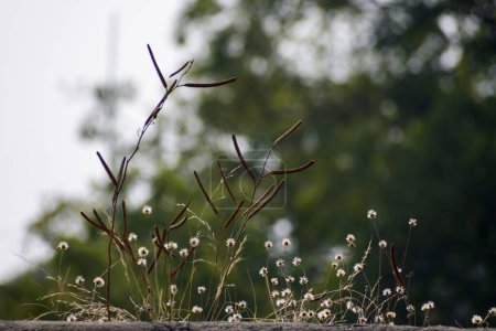 Téléchargez les photos : Admirez la beauté enchanteresse des fleurs d'herbe et des graines poussant sur les murs contre un paysage flou et rêveur. Un mélange harmonieux entre urbain et naturel. - en image libre de droit