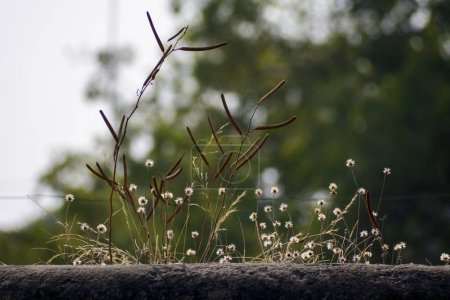 Photo for Witness the enchanting beauty of grass flowers and seeds growing on walls against a dreamy blurred landscape. A harmonious blend of urban and natural. - Royalty Free Image