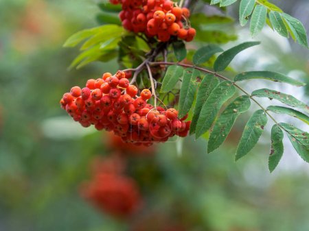 red rowan berries on a branch of a tree in the forest