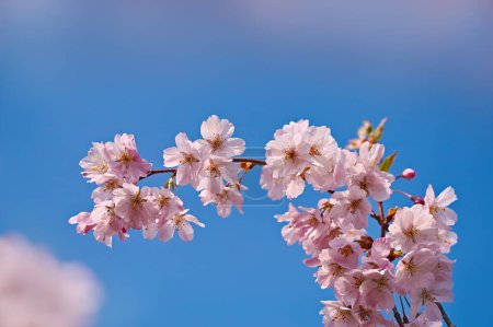 beautiful pink flowers on blue sky background