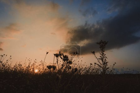 Photo for Evening sky with clouds over the fields on the outskirts of the city, in the foreground a field - Royalty Free Image