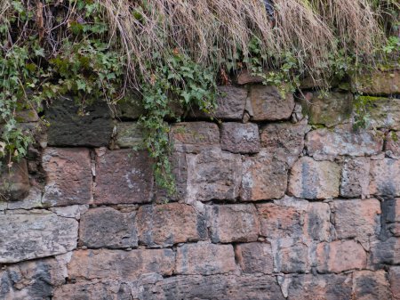 Téléchargez les photos : Haut mur de grès recouvert de mousse et de lichen, d'herbe et de lierre - en image libre de droit