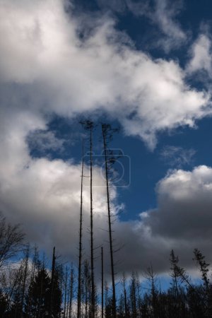 Foto de Nubes sobre las copas de los árboles desnudos en el bosque, abetos muertos se elevan hacia el cielo - Imagen libre de derechos