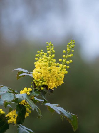 Gelbe Blüten der Oregon-Traube (Mahonia aquifolium), am Strauch im Garten