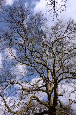 Nahaufnahme eines Baumes im Park unter klarem blauen Himmel, Sehr hohe alte Platane im Park, Blick in die Baumkrone