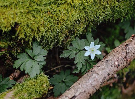 tocón de madera y flores, Anémona de madera de una sola floración en el bosque, madera de musgo
