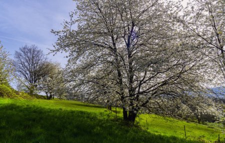 Obstbaumblüte Ockershausen, Bäume blühen in Marburg