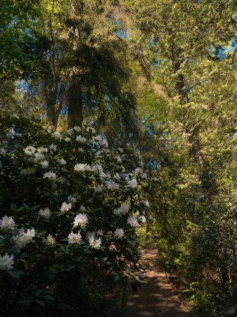 Colores finos en el parque forestal con flores de rododendro