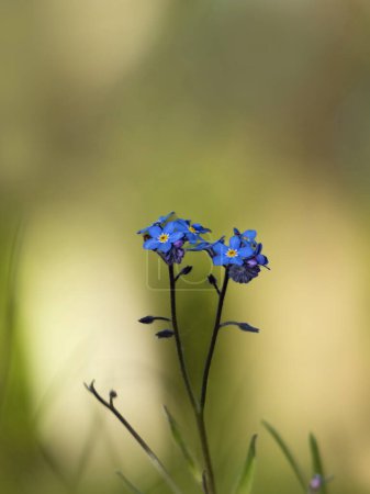 Todo florece y brota, pequeñas flores azules del bosque no me olvides (Myosotis sylvatica)