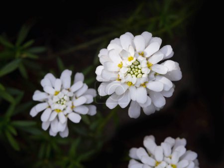 Evergreen perennial with white flowers, candytufts (Iberis)