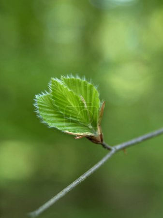 Fresh young green in the forest, young beech leaves