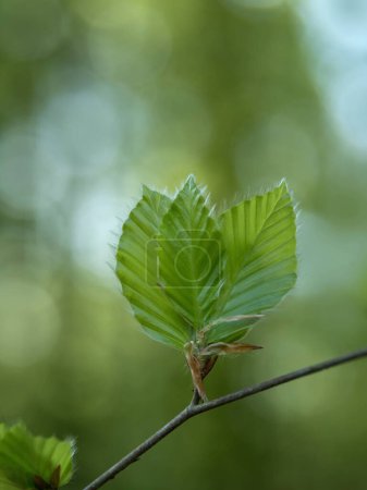 Fresh young green in the forest, young beech leaves